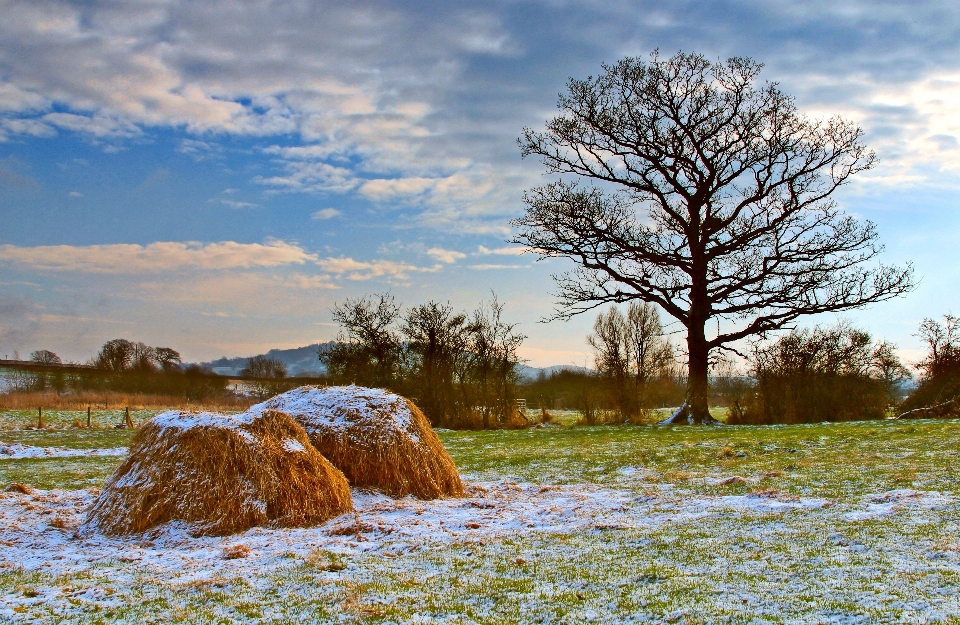 Landscape tree nature grass