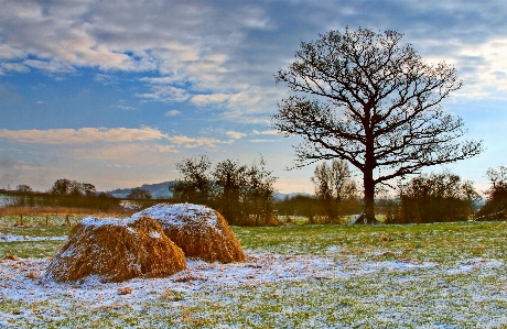 Landscape tree nature grass Photo