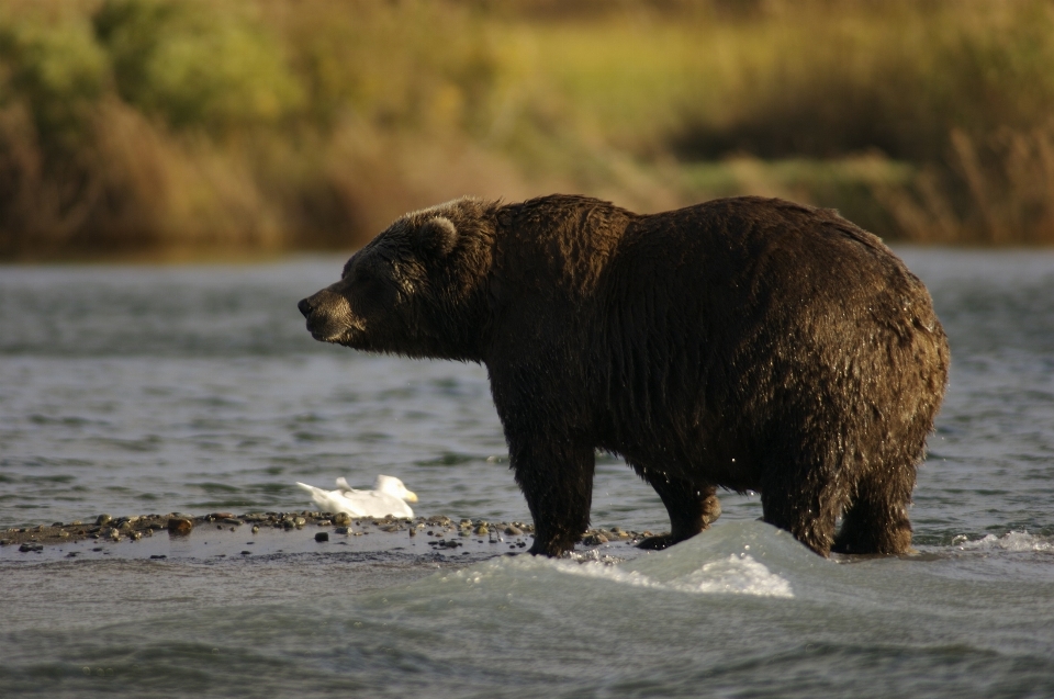 Woda natura pustynia
 niedźwiedź