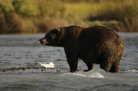 Water nature wilderness bear Photo