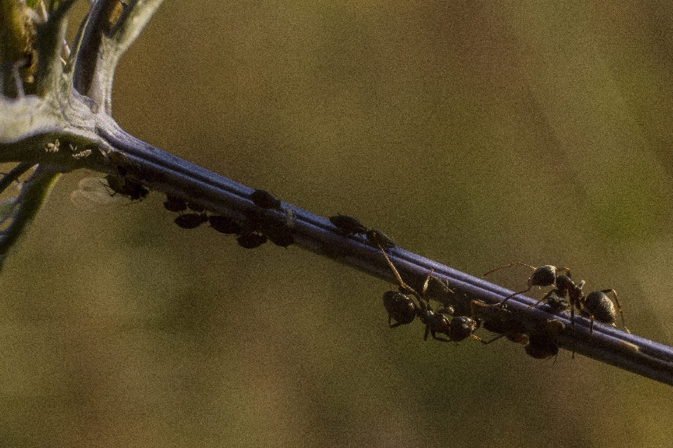 Nature branch fence plant