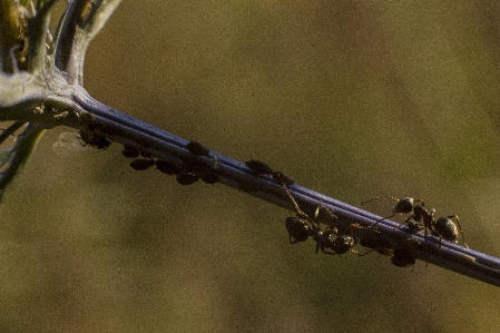 Natur zweig zaun anlage Foto