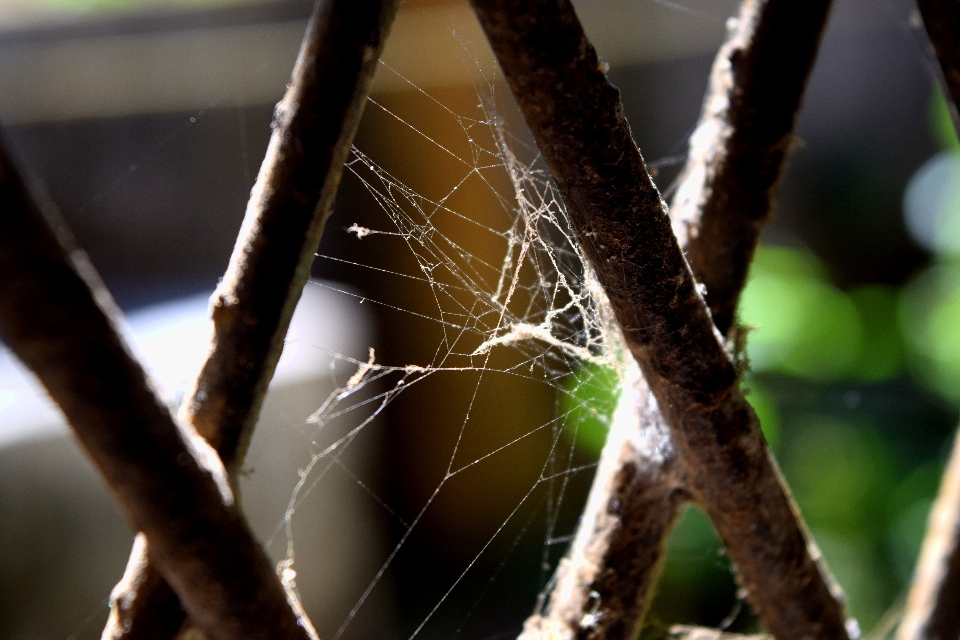 Branch photography sunlight window