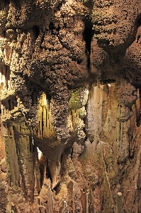 Tree nature rock light Photo