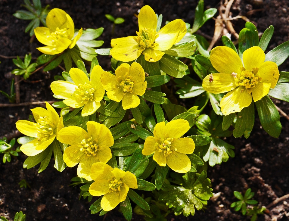 Plant flower produce yellow