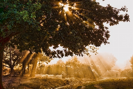 Landscape tree nature forest Photo