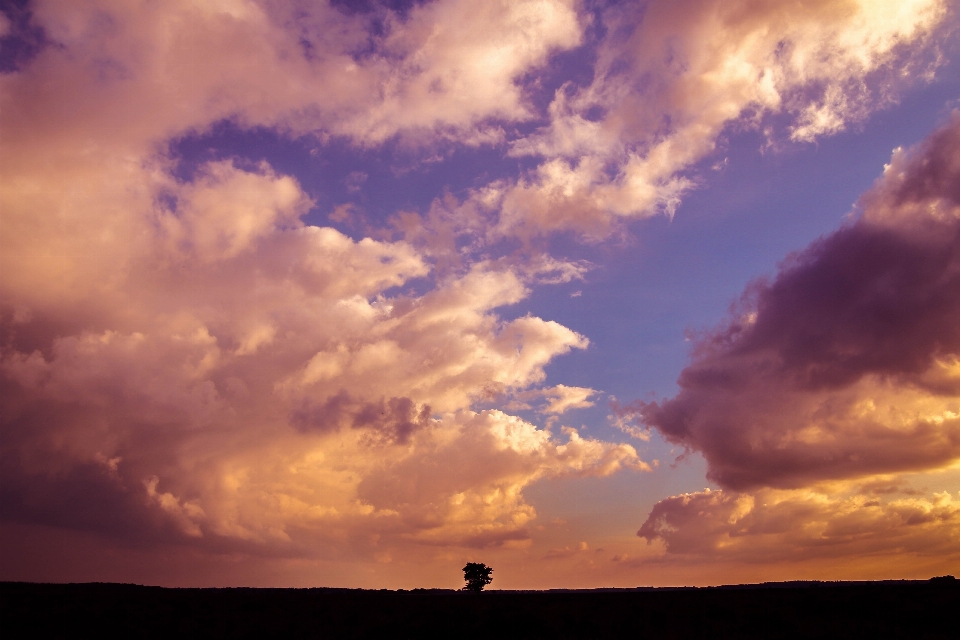 Paysage arbre extérieur horizon