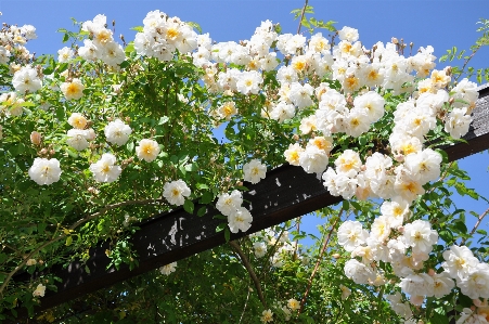 Foto Filial florescer plantar céu