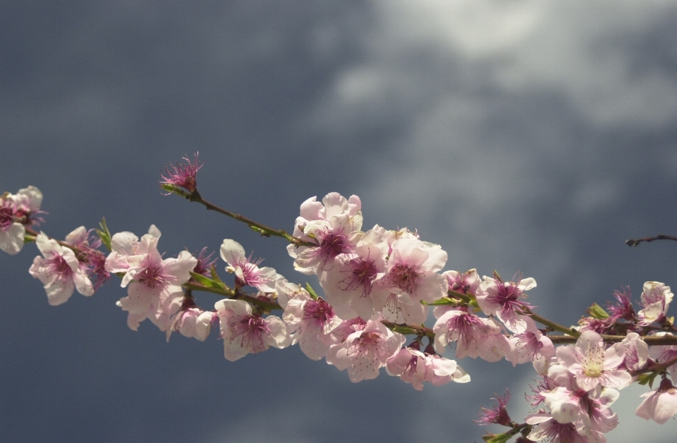 Arbre nature bifurquer fleurir