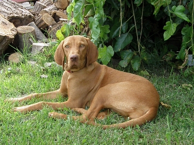 Puppy dog mammal weimaraner Photo