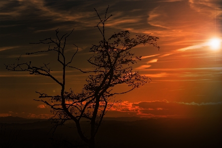 Landscape tree nature horizon Photo