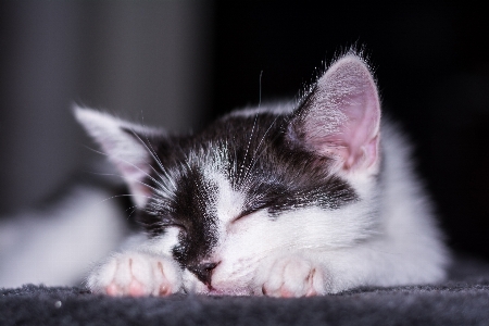 Foto Bianco e nero
 dolce animale