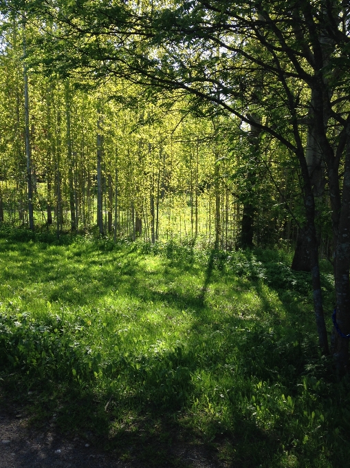 Pohon alam hutan rumput