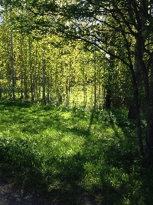 Tree nature forest grass Photo