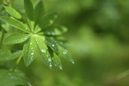 Tree nature grass branch Photo