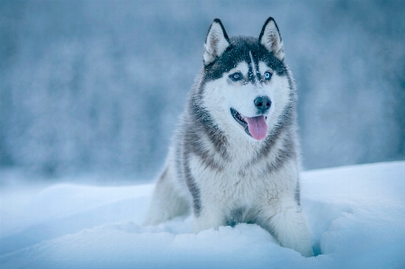 Snow winter dog mammal Photo