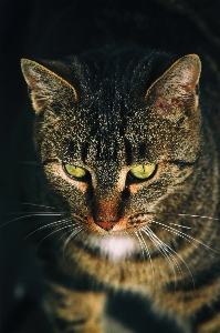 Foto Gatto mammifero fauna avvicinamento
