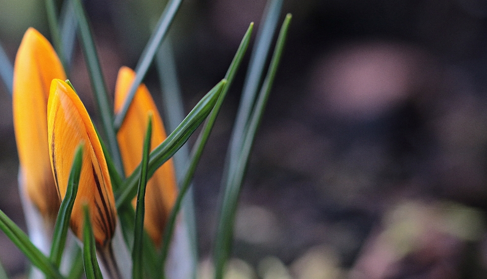 Nature grass blossom plant