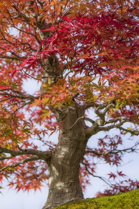 árbol naturaleza rama planta