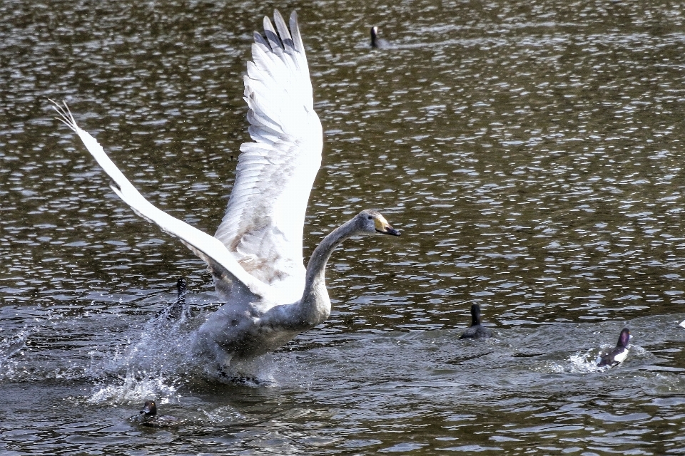 Water bird wing lake