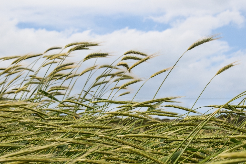 Nature grass plant sky