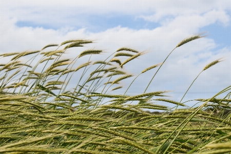 Nature grass plant sky Photo