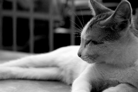 Schwarz und weiß
 weiss kätzchen katze Foto