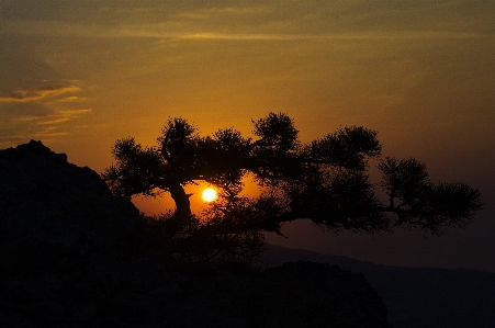 Baum natur berg wolke Foto