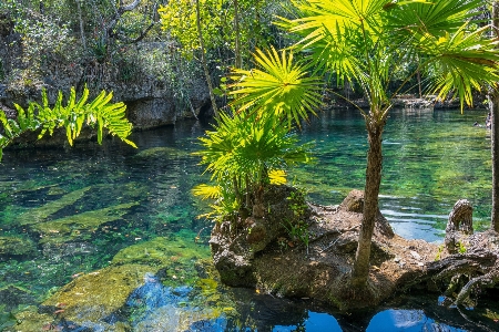 Tree water nature forest Photo