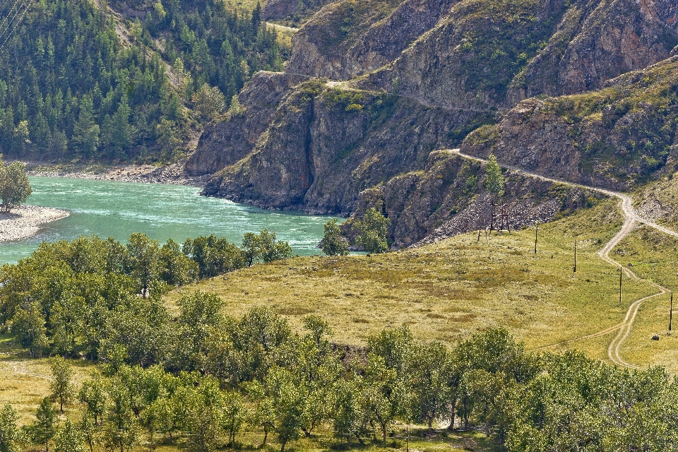 Paisaje naturaleza bosque césped