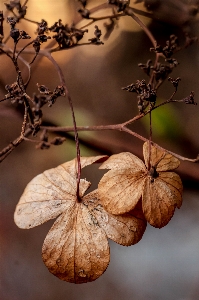 Tree nature branch blossom Photo