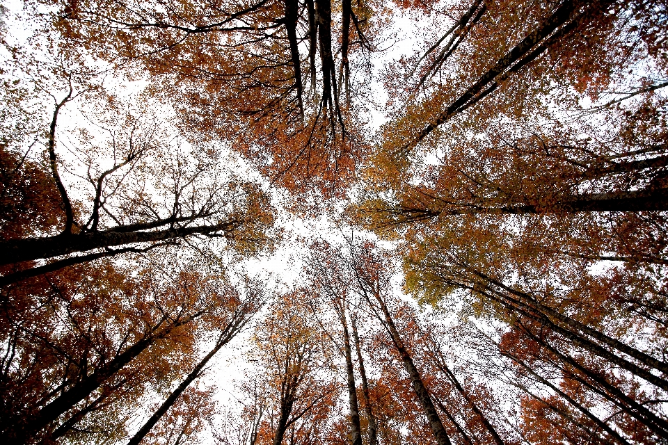 Paisaje árbol naturaleza bosque