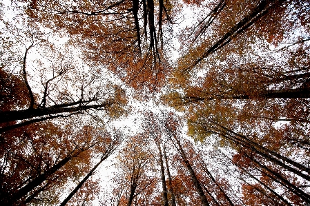 Landscape tree nature forest Photo