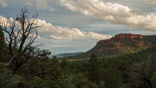 Landscape tree nature forest Photo