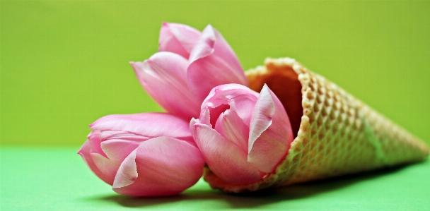 Blossom plant photography flower Photo