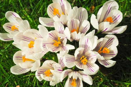 Nature grass blossom plant Photo