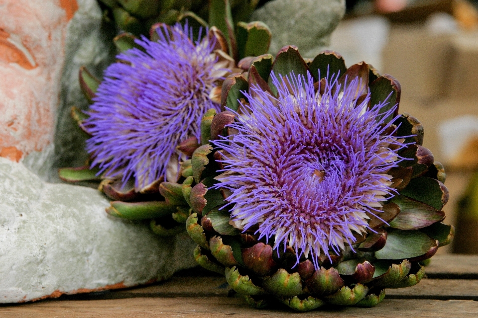 Blüte anlage blume lila