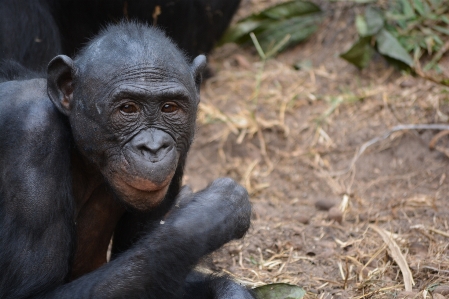 自然 野生動物 動物園 アフリカ 写真