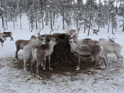 Foto Neve inverno animais selvagens cervo