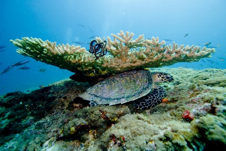 Sea ocean diving underwater Photo