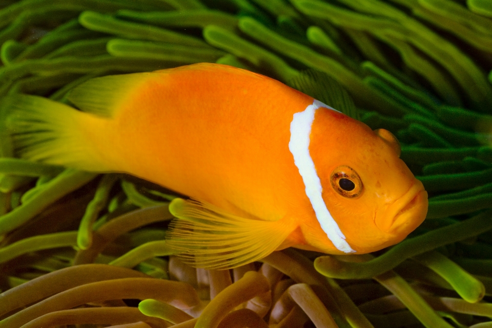 Ocean flower diving underwater