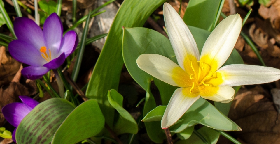 Naturaleza florecer planta flor