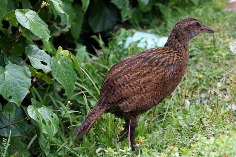 自然 鳥 草原
 野生動物