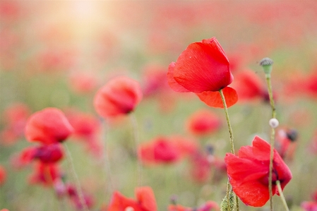 Nature blossom plant field Photo