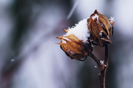 Tree nature branch snow Photo