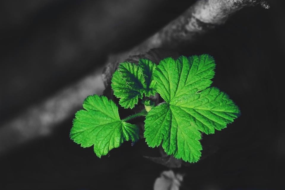 Baum natur zweig schwarz und weiß
