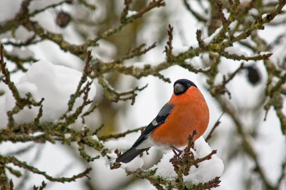 árvore natureza filial neve