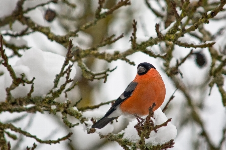 Foto árvore natureza filial neve