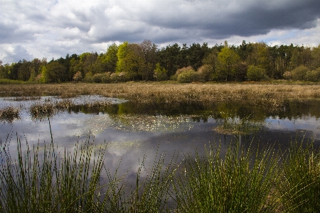 Landscape tree water nature Photo