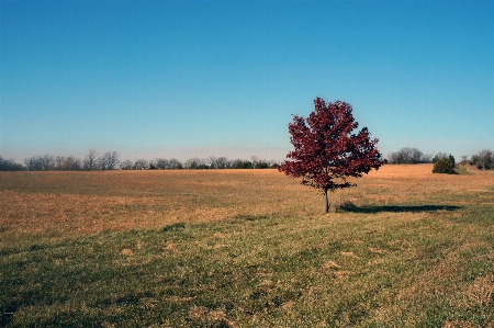 Landscape tree nature grass Photo